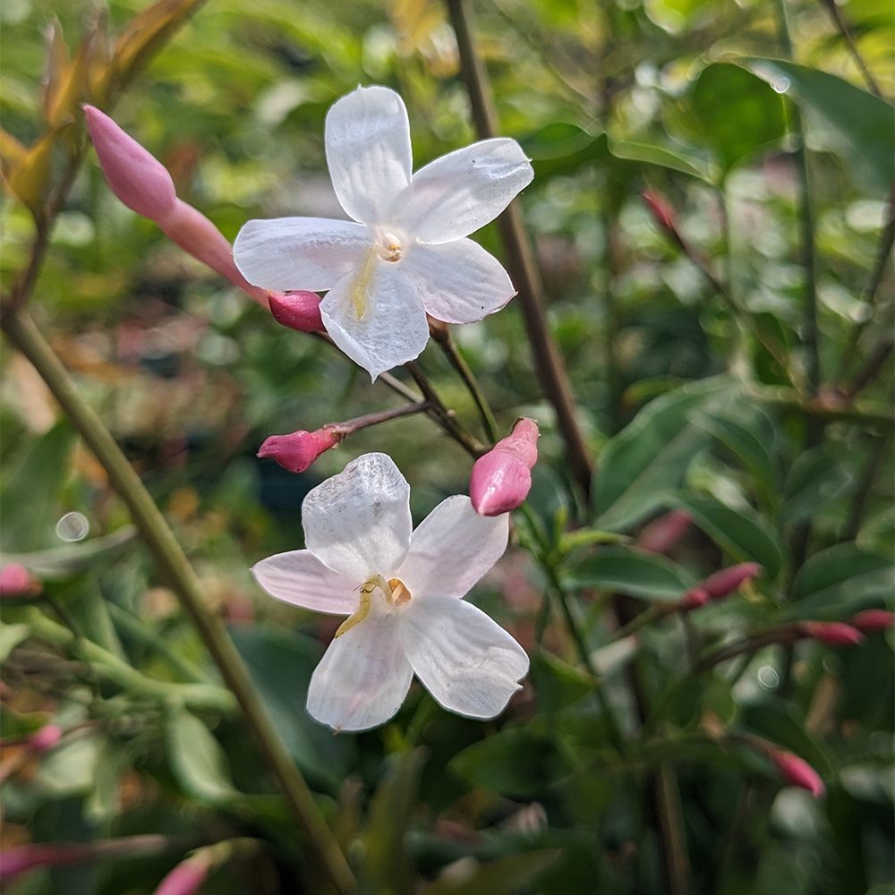 Jasminum Polyanthum